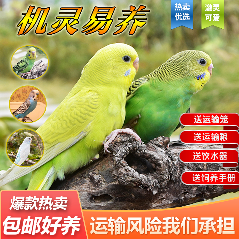 秋宠月鹦鹉活鸟活物鹦鹉小鸟活宠物小型手养鸟手玩的鸟类活宠物