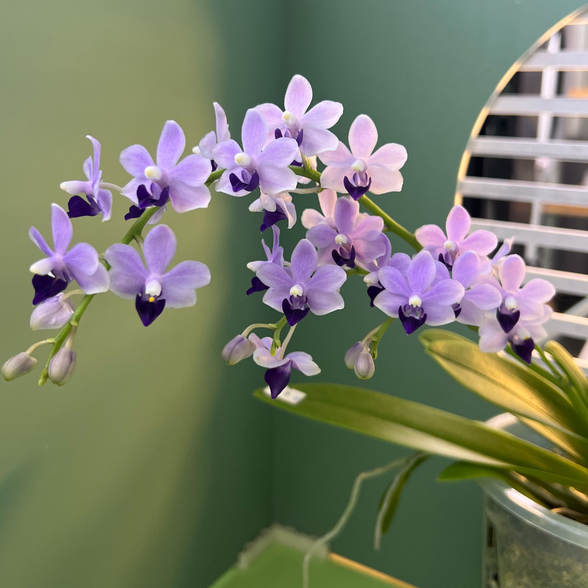 《小茴紫》趣味蝴蝶兰（3.5寸）带花带花苞 轻微叶损