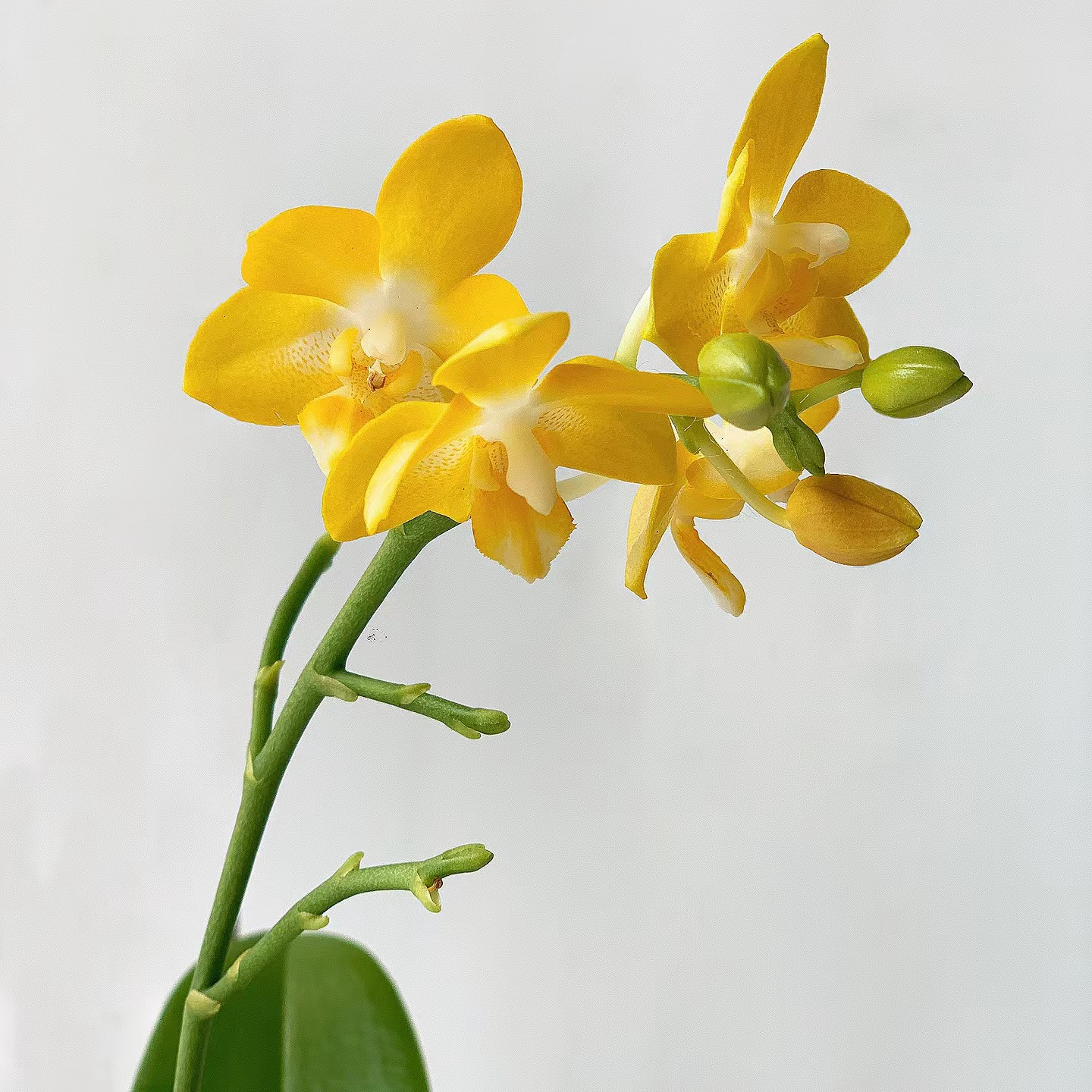 无售后《柳林小星星》趣味蝴蝶兰 (2.5) 有香 