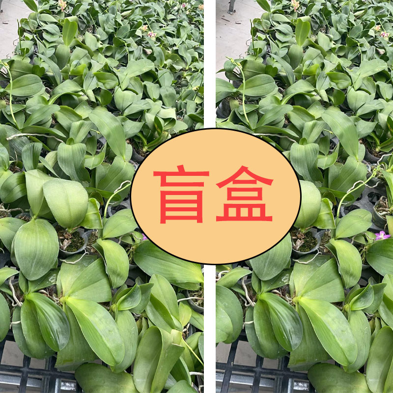 随机盲盒蝴蝶兰（1.7寸）3颗