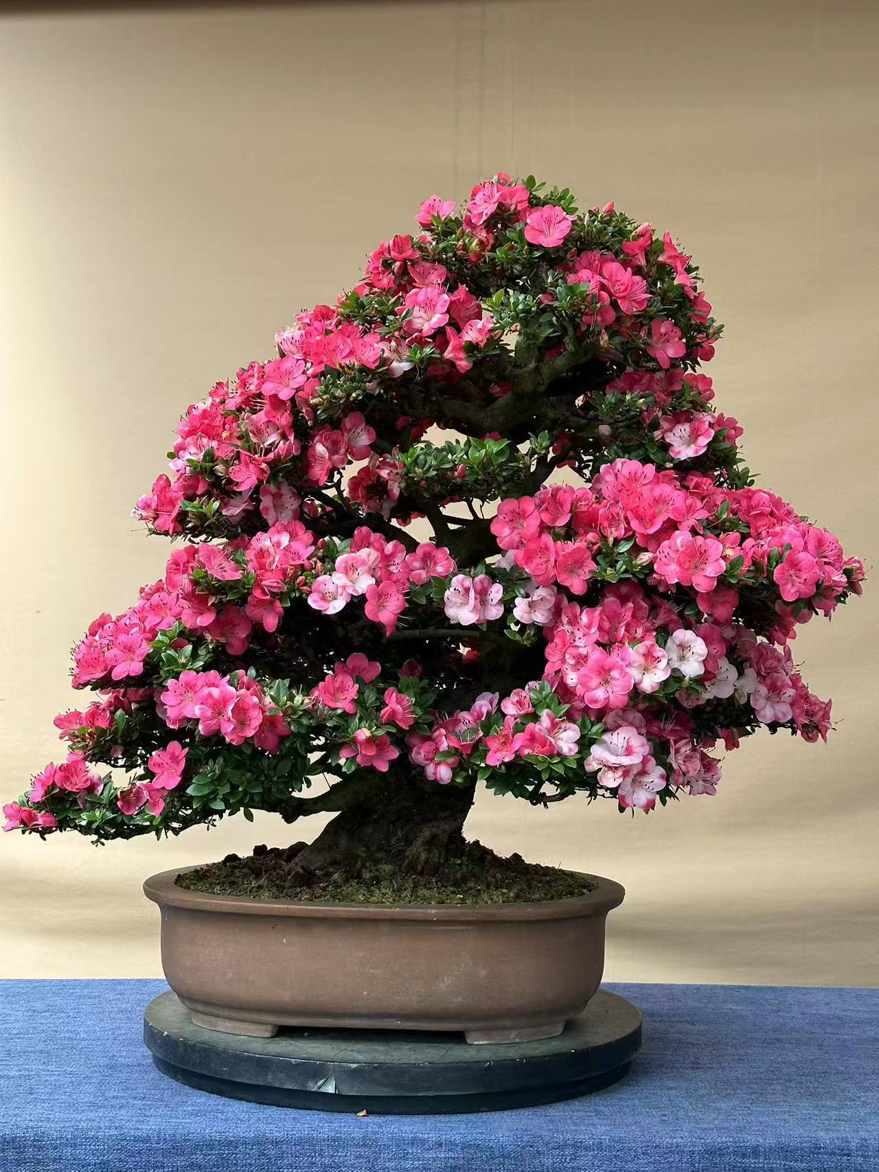 各类盆景皋月杜鹃杂木盆景