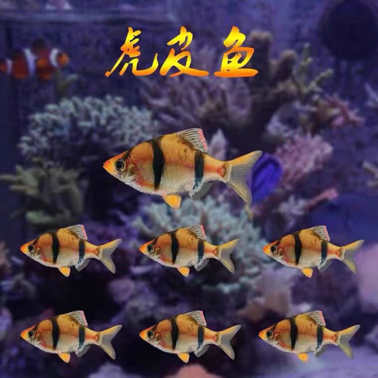 四间虎皮鱼新手好养耐活草缸群游鱼懒人养法观赏鱼