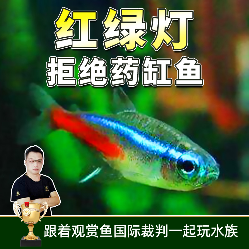 水族群游红绿灯宝莲灯喷火灯灯科鱼观赏鱼活体活鱼热带小型鱼活体