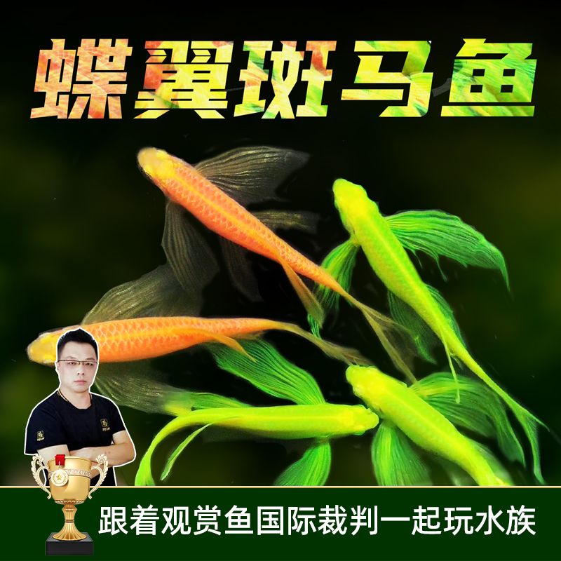蝶翼斑马鱼除油膜｜草缸群游鱼｜办公室风水鱼小型观赏鱼新手懒人鱼