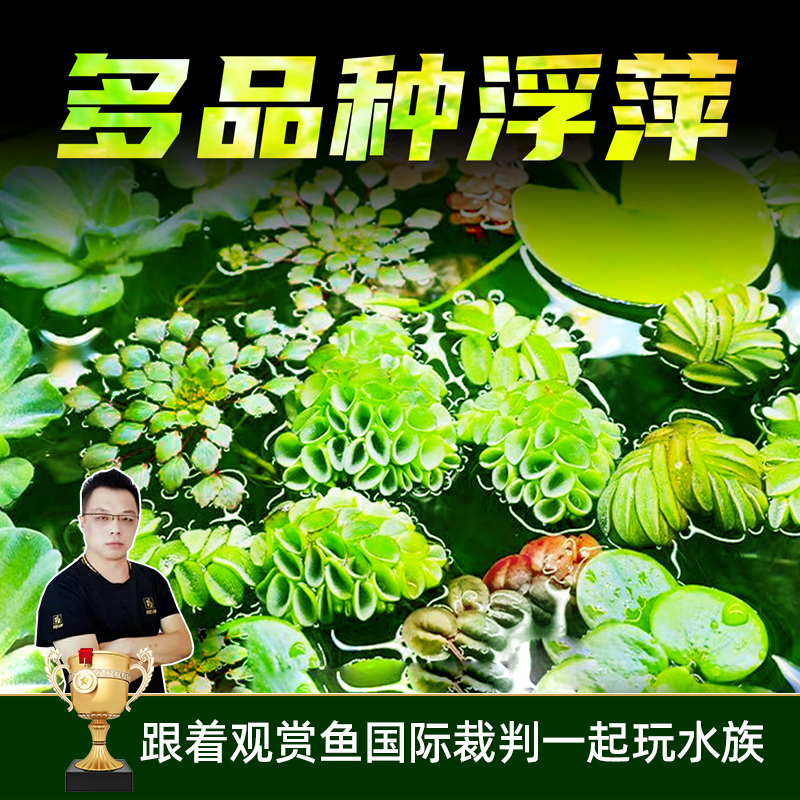 好养无需二氧化碳水葫芦浮萍水草鱼缸造景水族箱活体水草真植物