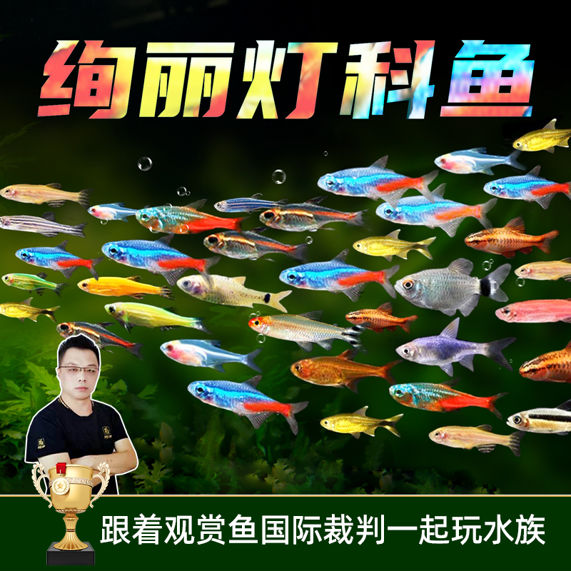 水族红绿灯宝莲灯喷火灯灯科鱼观赏鱼活体活鱼热带小型鱼活体鱼