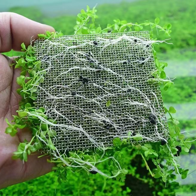 草坪爬地矮珍珠网片+营养液套餐鱼缸造景前景水草无需二氧化碳