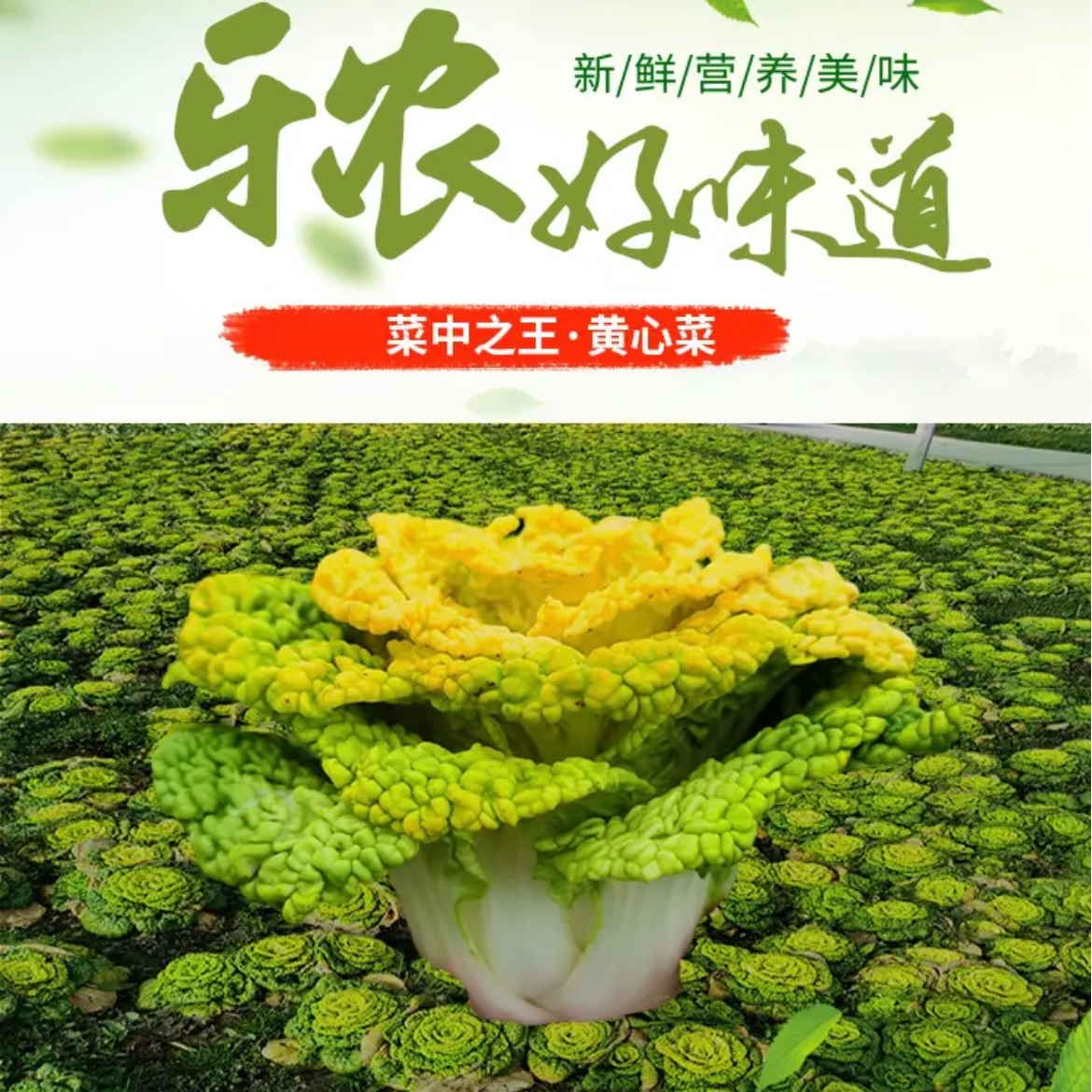 农家黄心菜、芹菜、蒜苗、菠菜、【净重5斤】顺丰航空快递