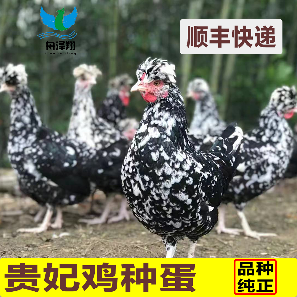 纯种贵妃鸡种蛋可孵化受精蛋顺丰快递