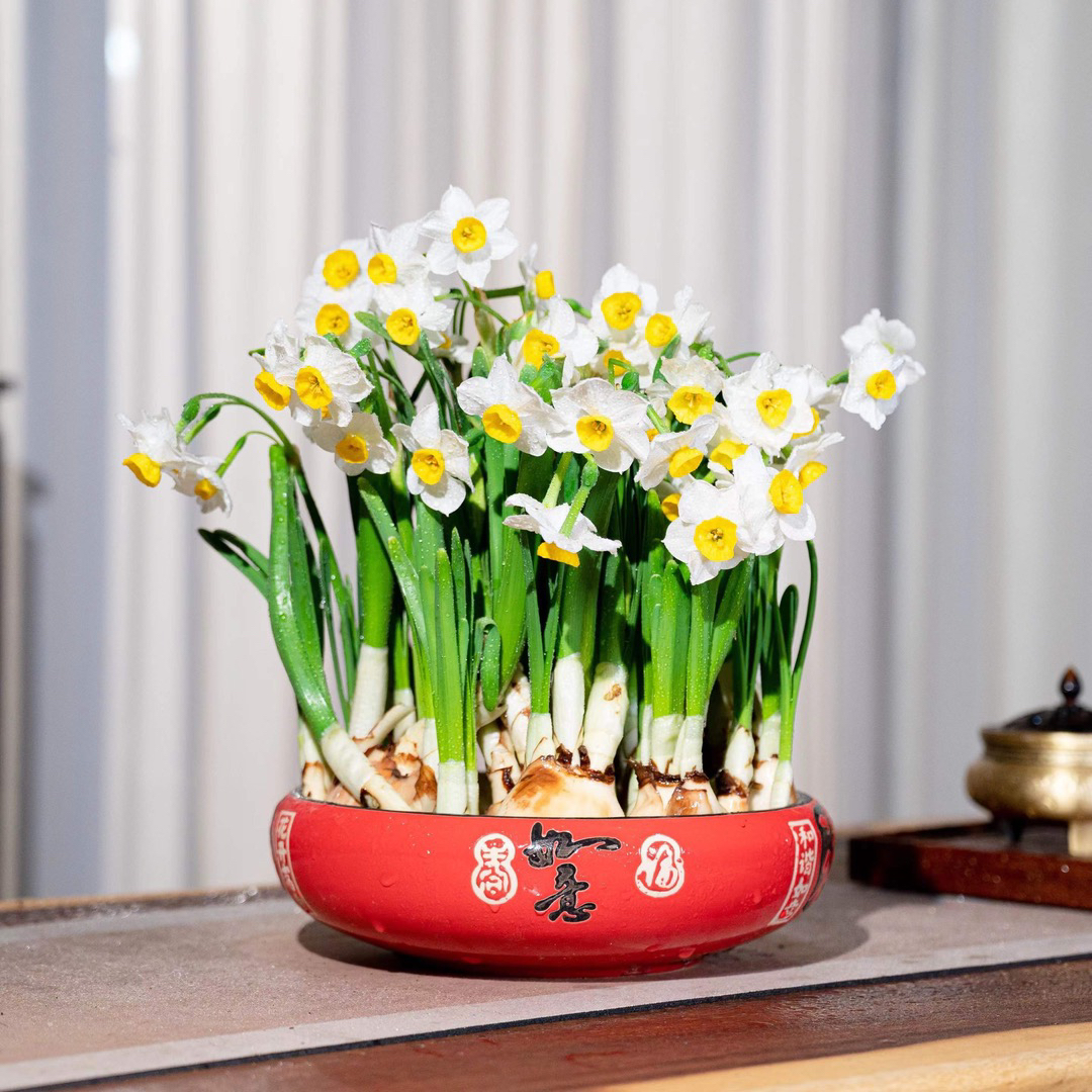 【福气如意盆】漳州水仙花种球带盆发货直播特大级高档水培开花浓香