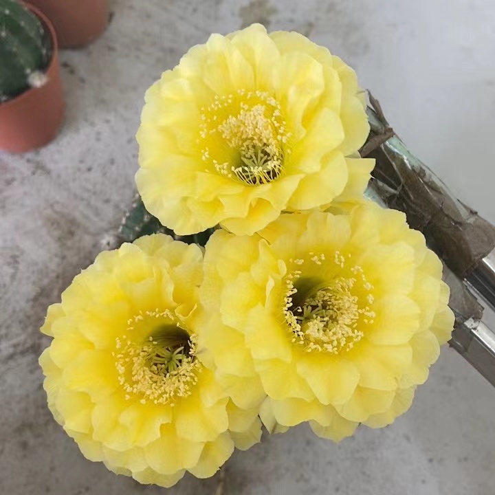 自根娇媚仙人球开大花多肉盆栽组合防辐射/