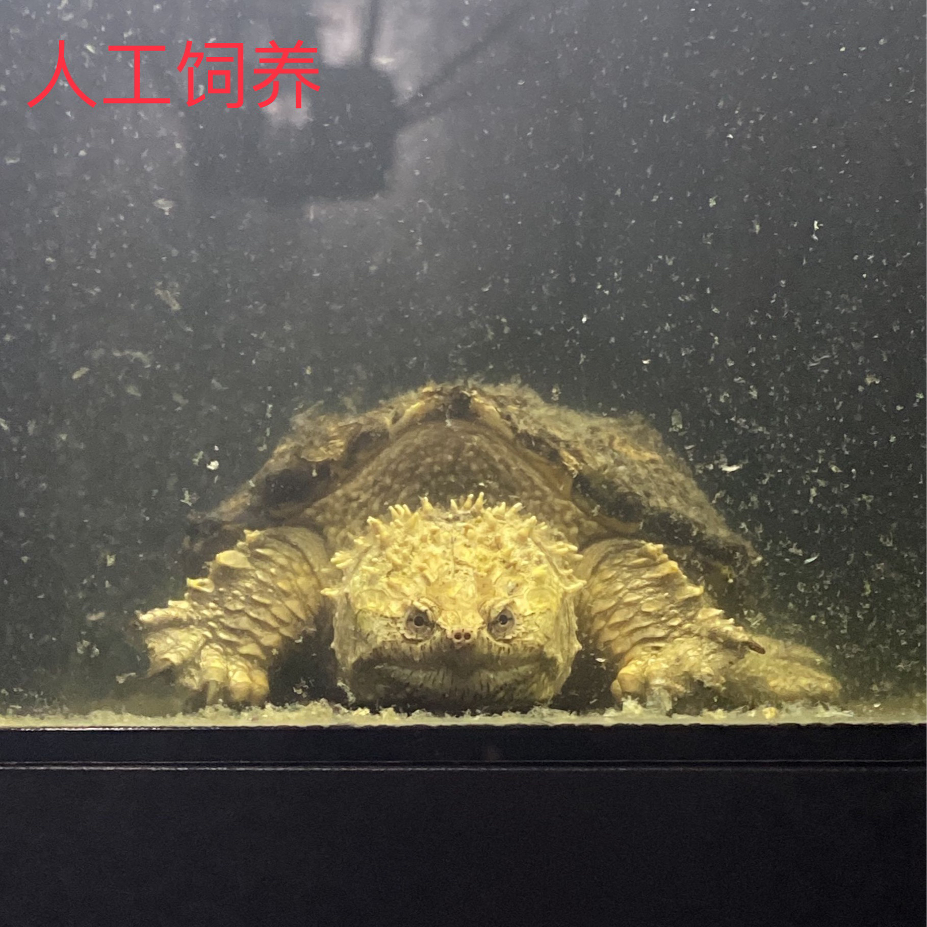 【直播选龟生态观赏乌龟人工繁殖小乌龟深水龟饲养佛鳄爆刺】