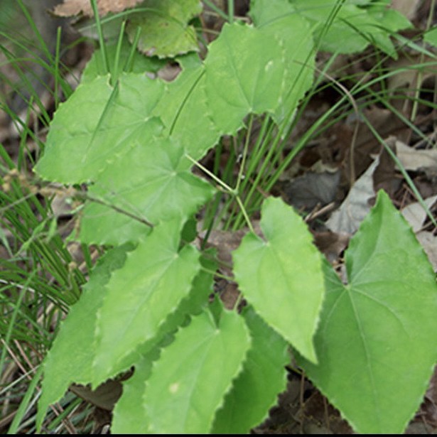 三叶草，配黄芪，枸杞泡水
