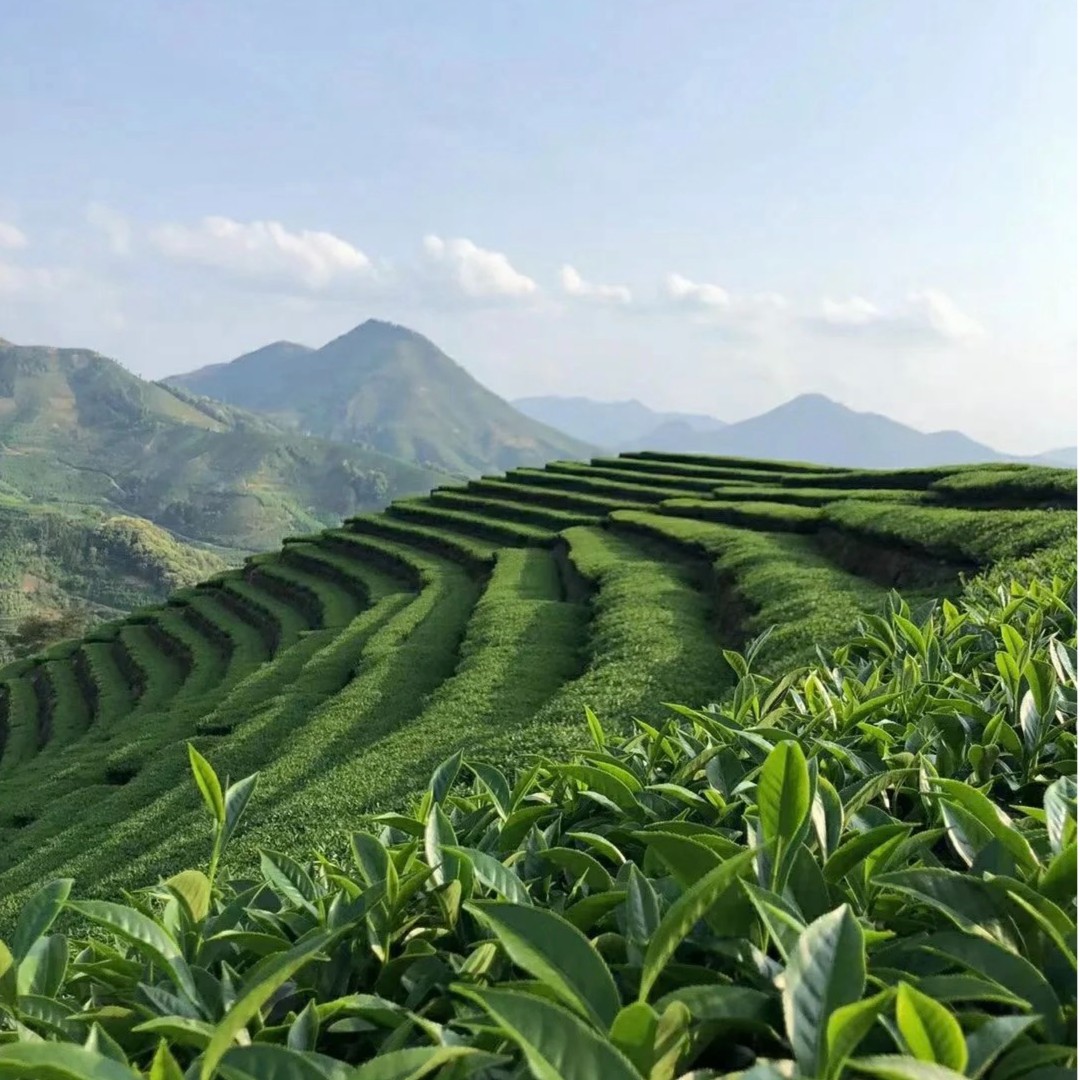 唯依岩茶高货改价链接