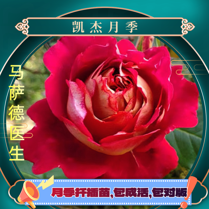 马萨德医生月季扦插苗包对版玫瑰夏季庭院趣味美观开放红色春季