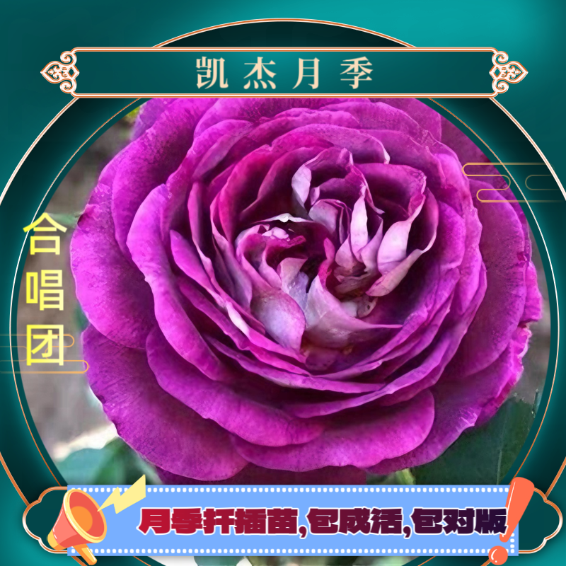 合唱团月季扦插苗包对版玫瑰客厅阳台庭院紫红色美观春季开放夏季