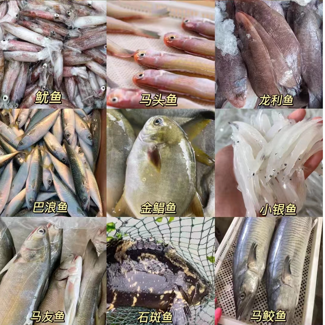 湛江野生海鱼【龙利 波米鱼 红立 红目鲢 丁公 金昌 东星斑】