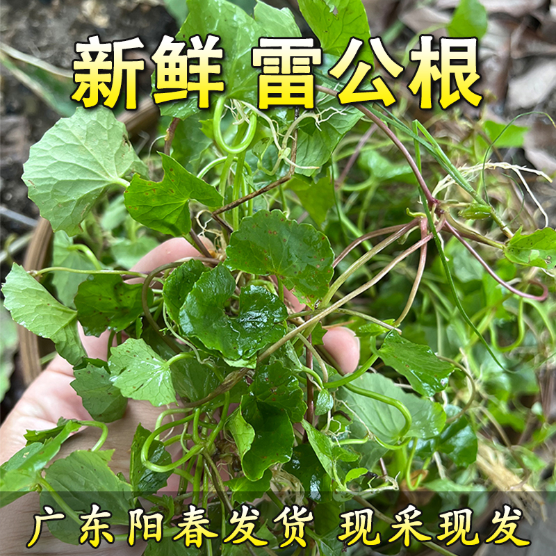 新鲜雷公根积雪草崩大碗马蹄菜新鲜现摘广东阳春发货煲汤泡水纯露