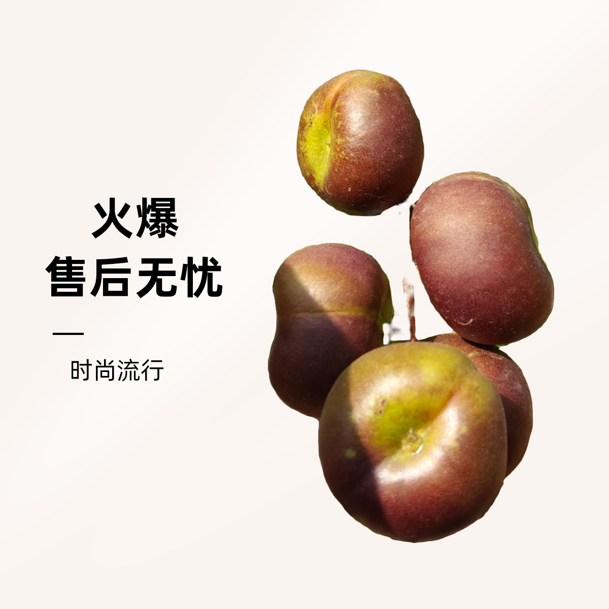 嫁接桃树带果发货耐寒抗寒耐热北方耐旱食用