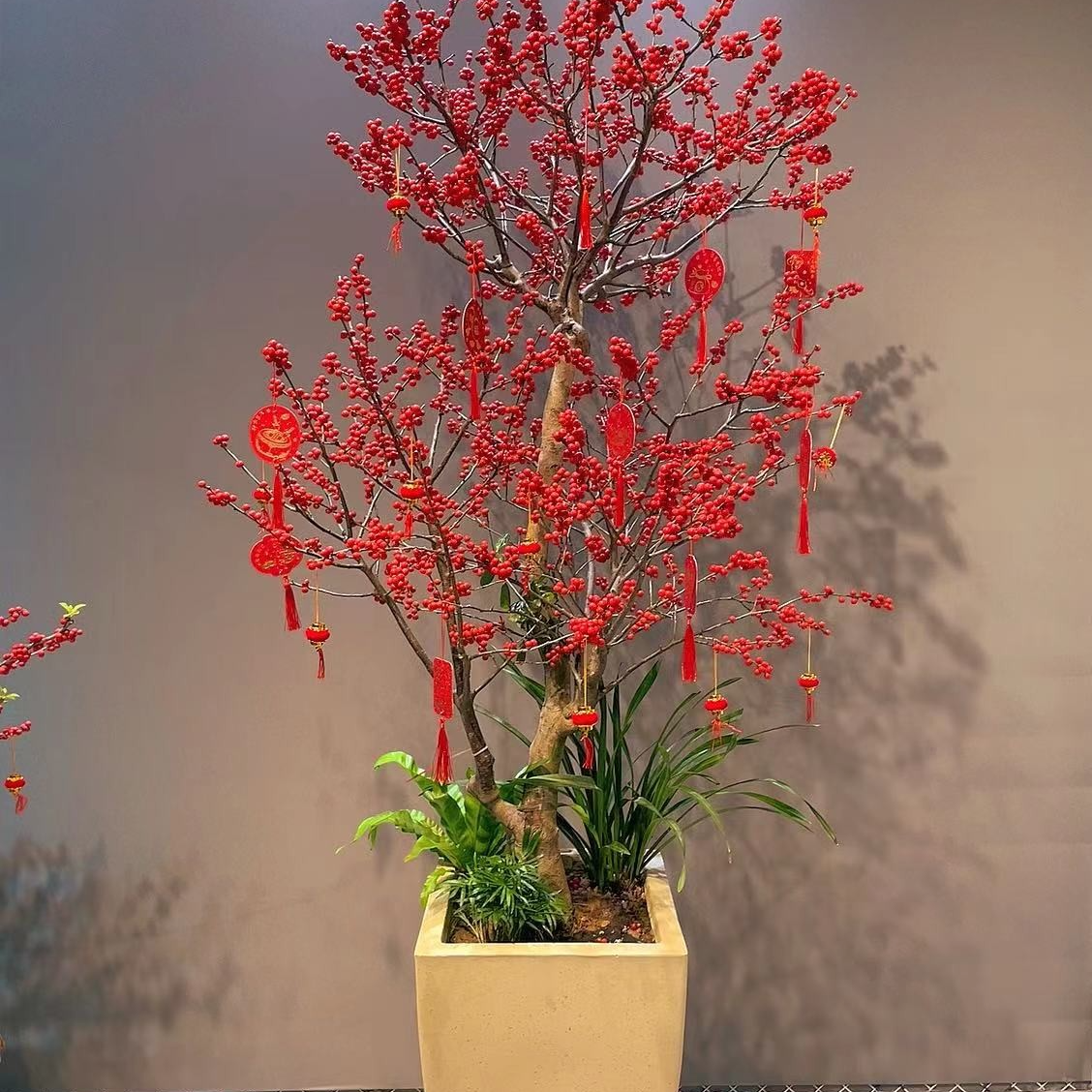 室内.庭院.别墅喜庆老桩北美冬青室内室外客厅盆栽