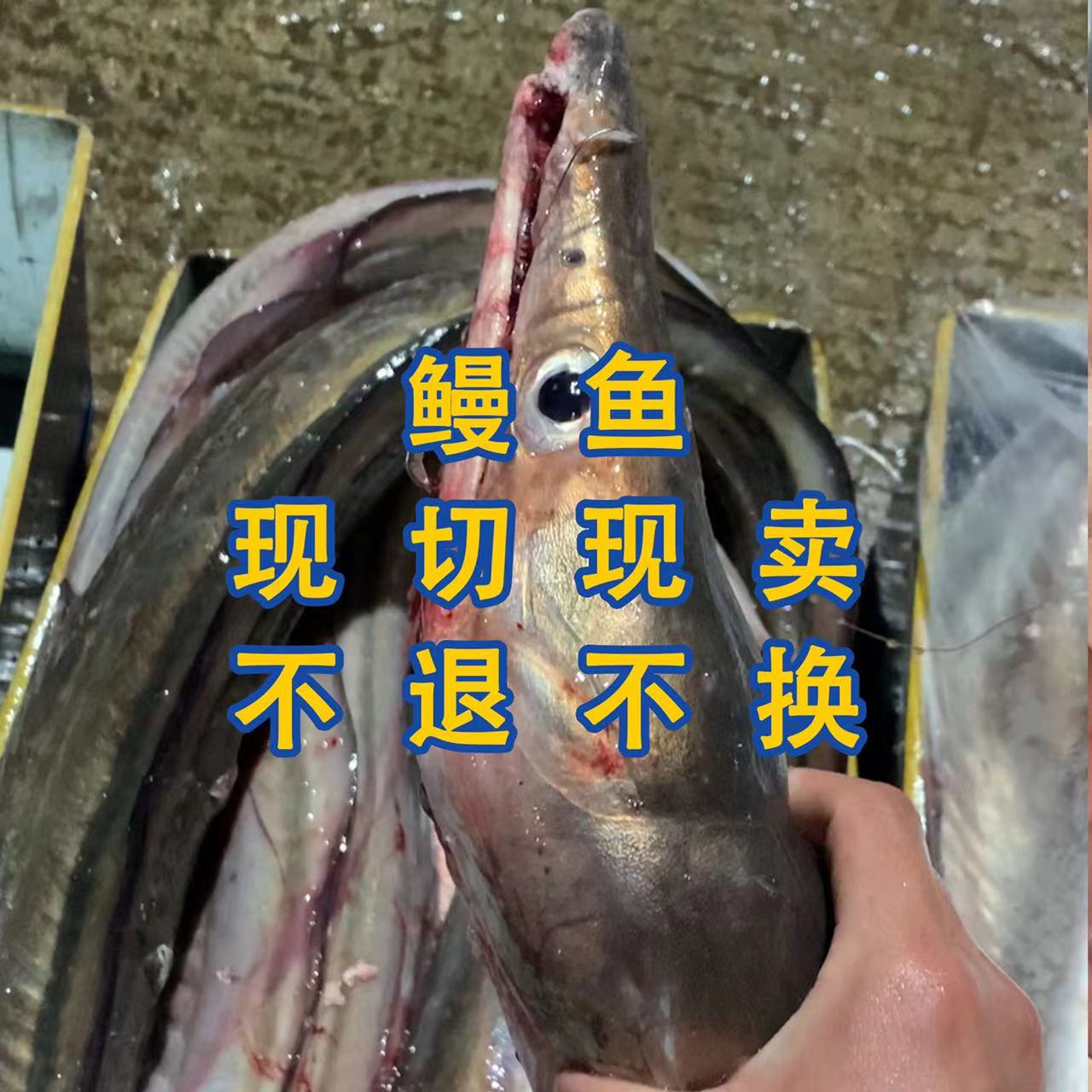 汕尾本港钓口鳗鱼 麻鱼新鲜海鱼 3斤起 顺丰冷链发货