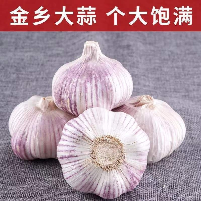 【2023新干蒜】山东金乡生吃紫皮大蒜辣味食用5斤/3斤现货包邮精选