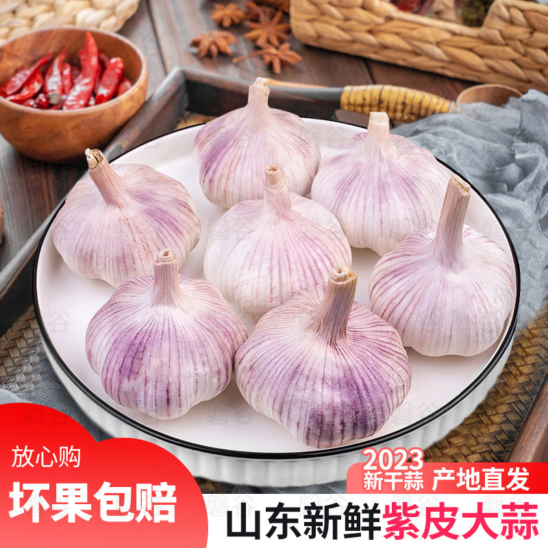 山东金乡新干蒜大蒜头5斤装紫皮新鲜多瓣农家蒜2023种子2-5斤蔬菜