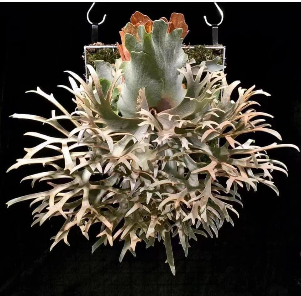 【直播选购】侏儒爪哇OMG/创意绿植/软装好物