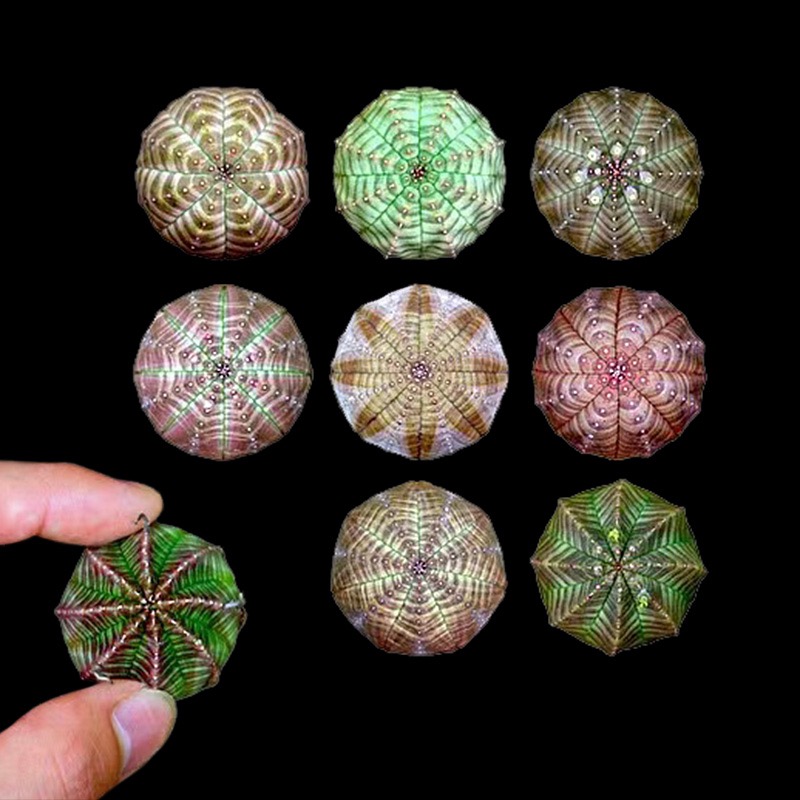 布纹球 群生美纹大戟科无刺开花精品欧布种植多肉植物一物一拍