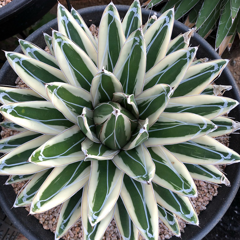 冰山龙舌兰Agave victori一物一拍精品白覆伦多肉盆栽办公室新宠