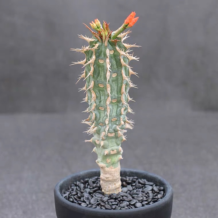 喷火龙强刺红花黄花大戟科块根仙人柱多肉组合绿植室内盆景盆栽