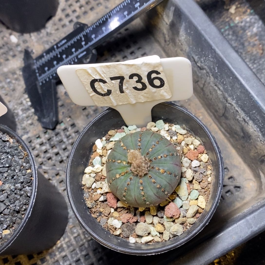 豆***籽福利艳肌士童！！！