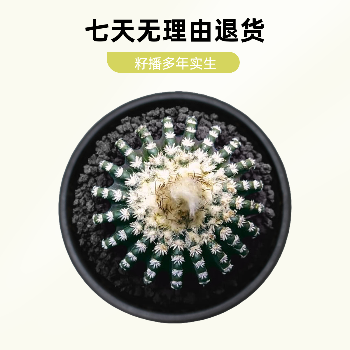 潮流仙人球一物一拍精品奇特球多肉植物好养易活办公室四季实物拍