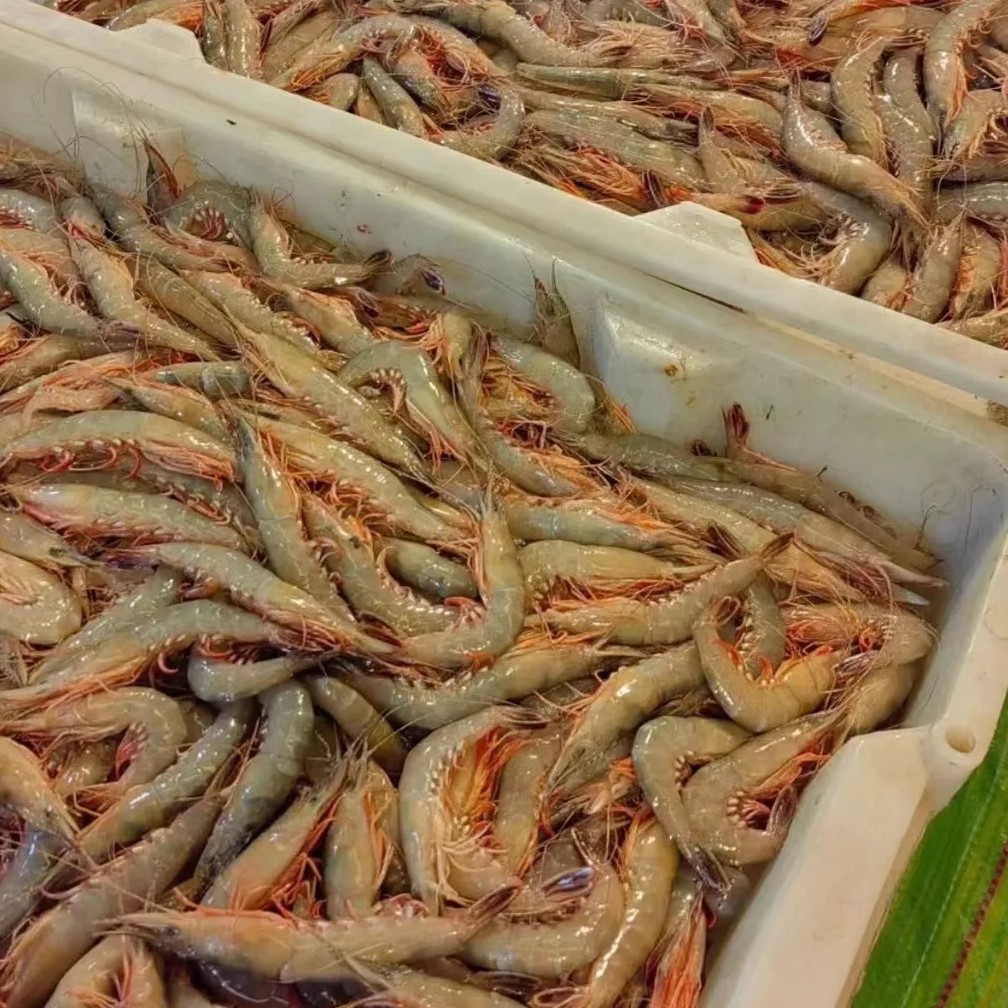 【小生严选】东海野生滑皮虾小号硬壳剑虾条虾鹰爪新鲜活冷冻顺丰