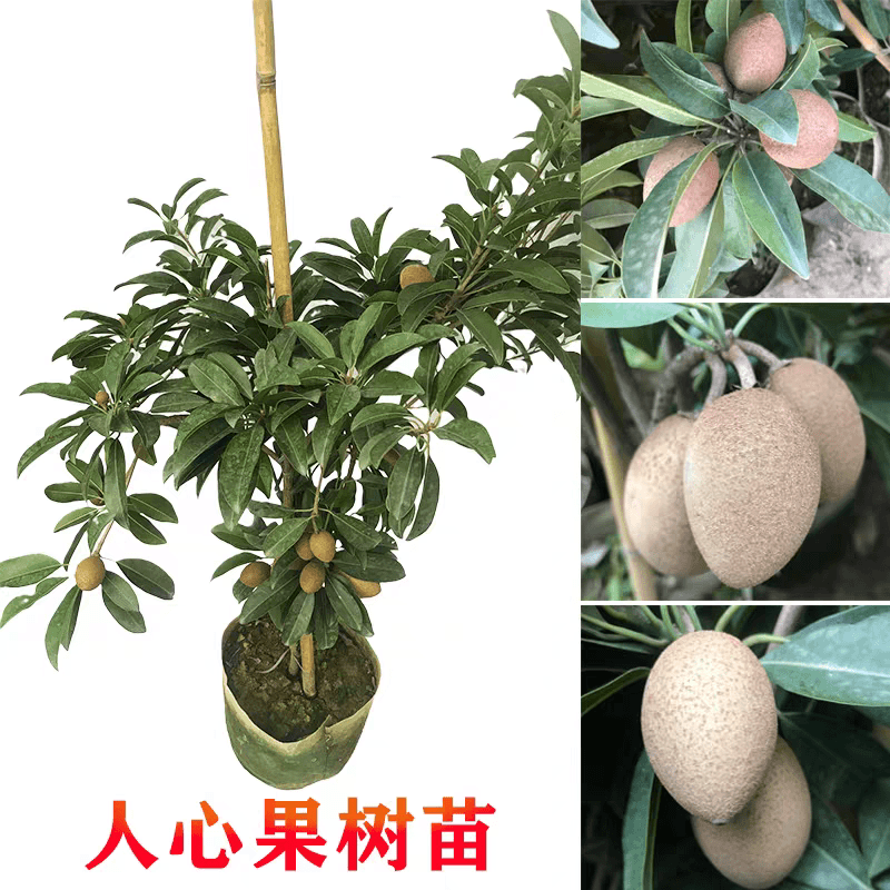 人心果树苗珍贵树苗庭院盆栽矮化特大四季果苗带土带叶顺丰包邮