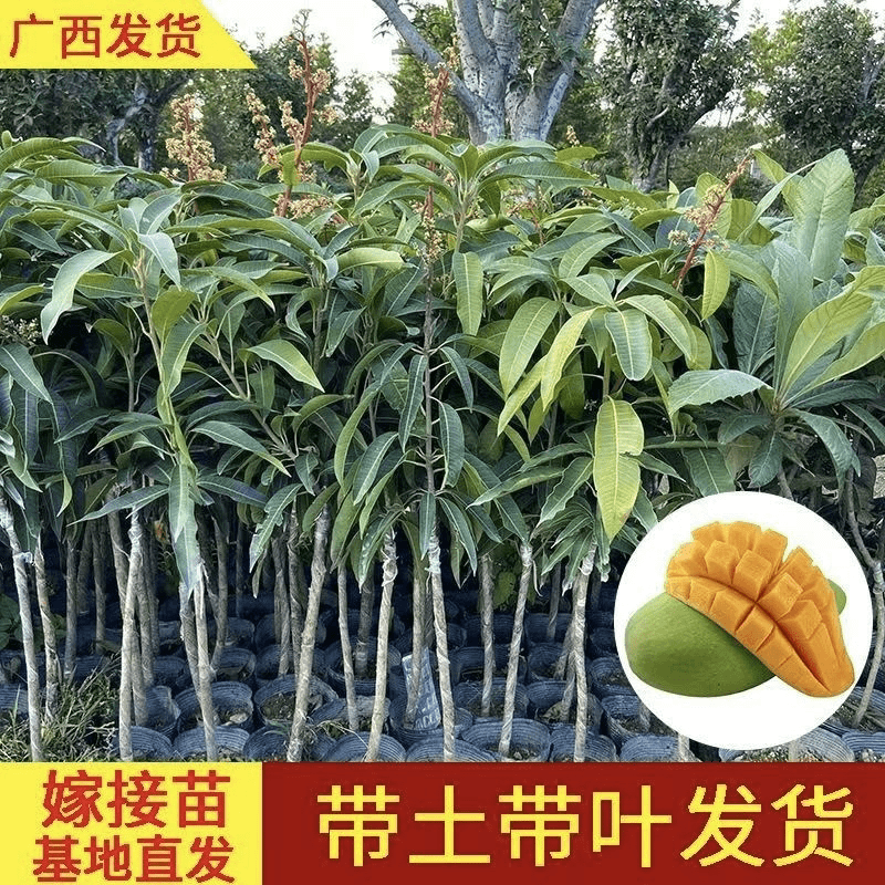 广西金煌芒果苗四季芒果桂七芒果苗贵妃芒果苗嫁接苗带土带叶