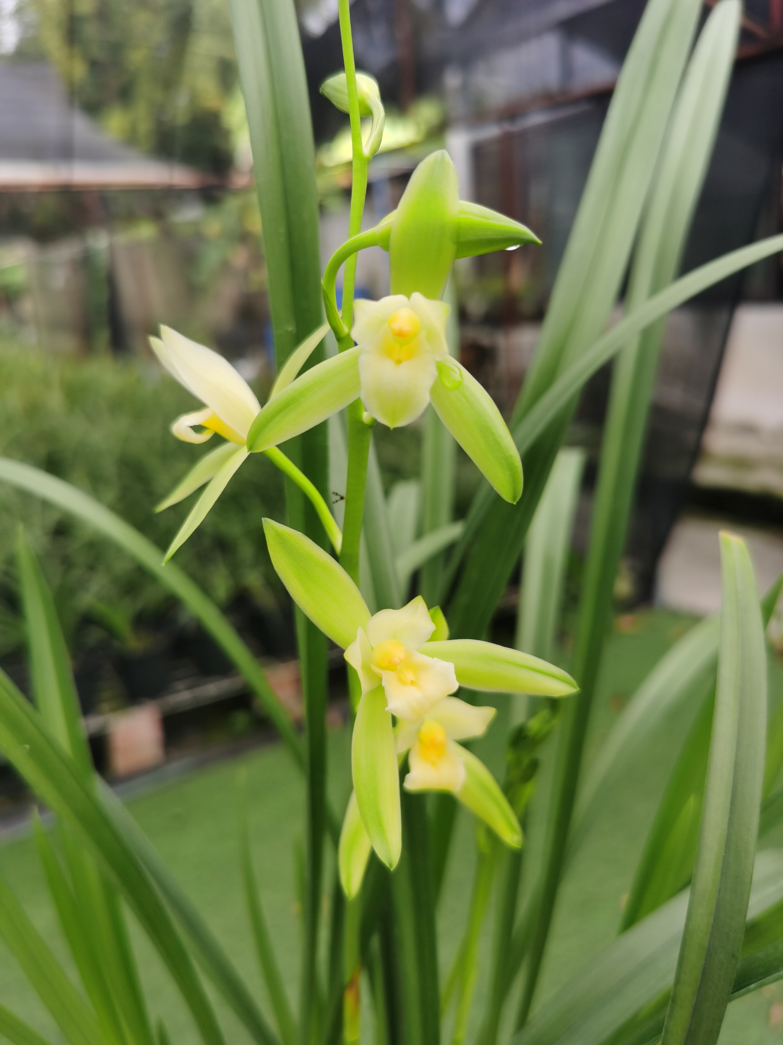 兰花专属直播间链接