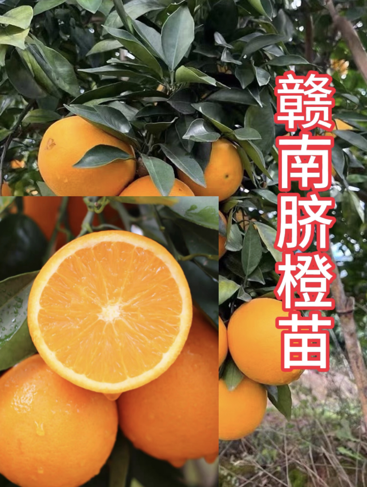 正宗赣南脐橙纽荷尔苗嫁接苗一年裸根苗原产地直发