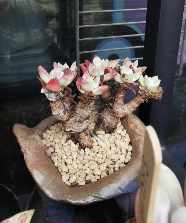 2024农夫基地直发仙女杯多肉植物