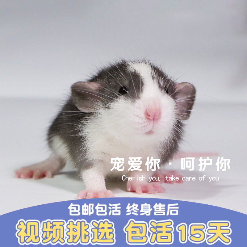 哼哼唧唧花枝鼠【到货死亡赔付】宝宝亲人可爱粘人正脸哈卷毛