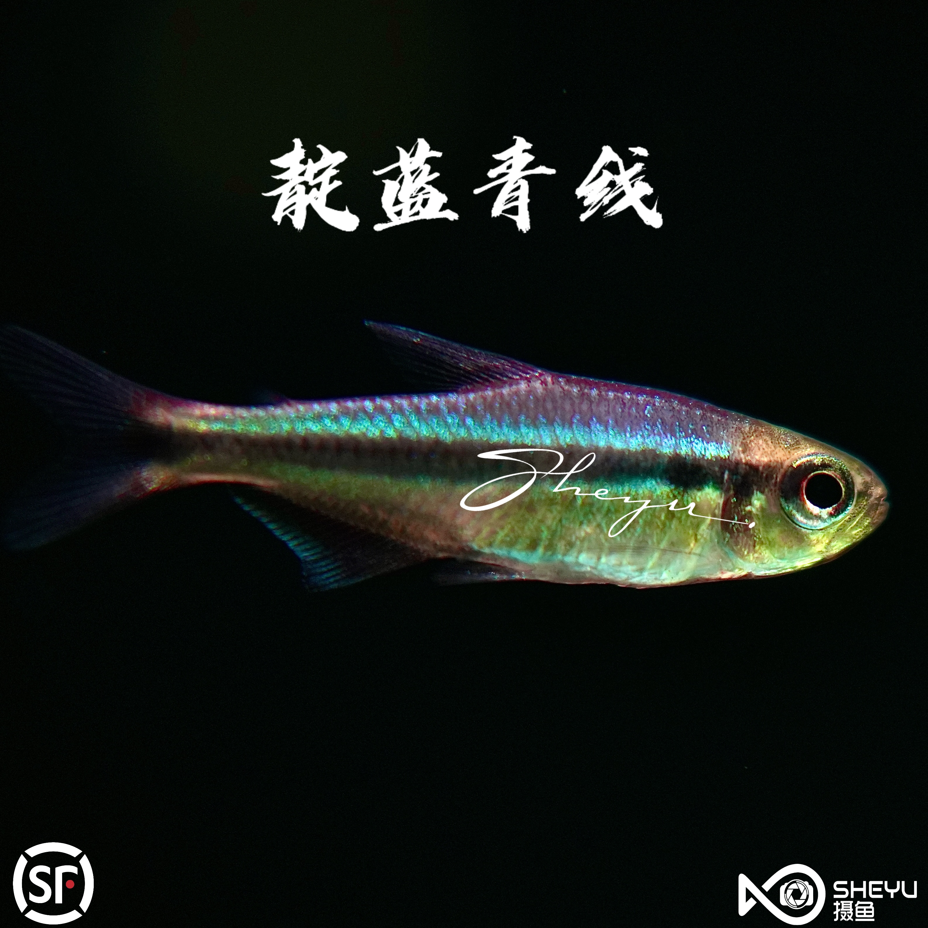 幻彩清魔鬼灯鱼-灯科鱼