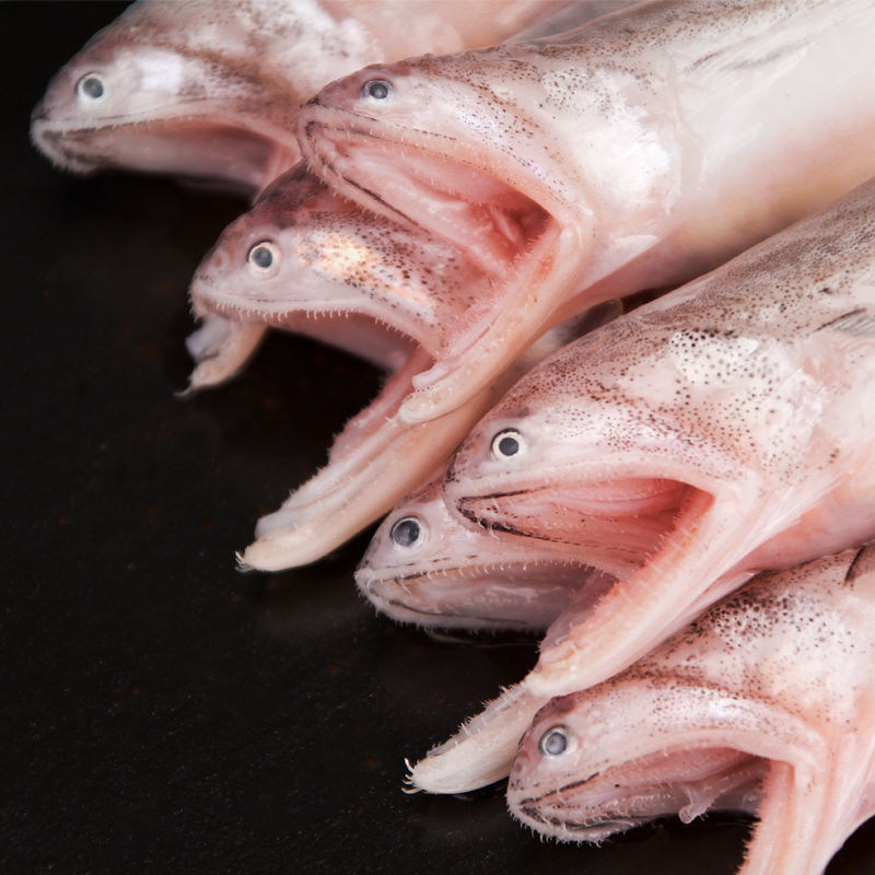 野生豆腐鱼，5斤，连云港顺丰冷链