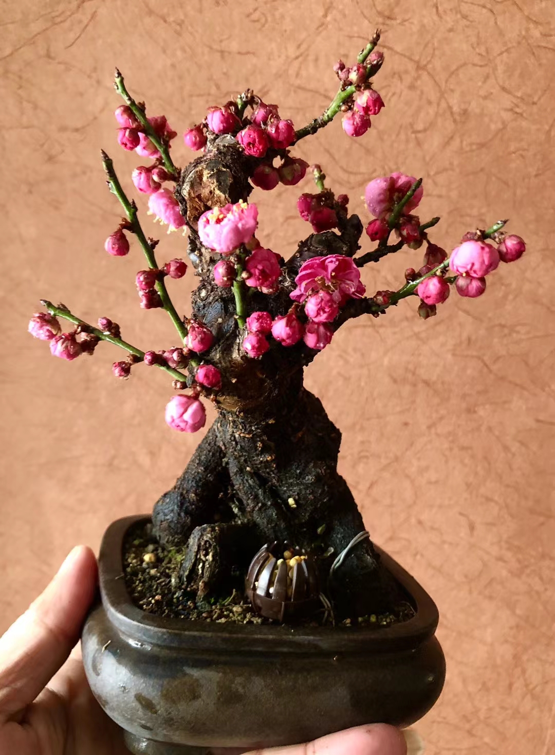 梅花盆景素材直播专用