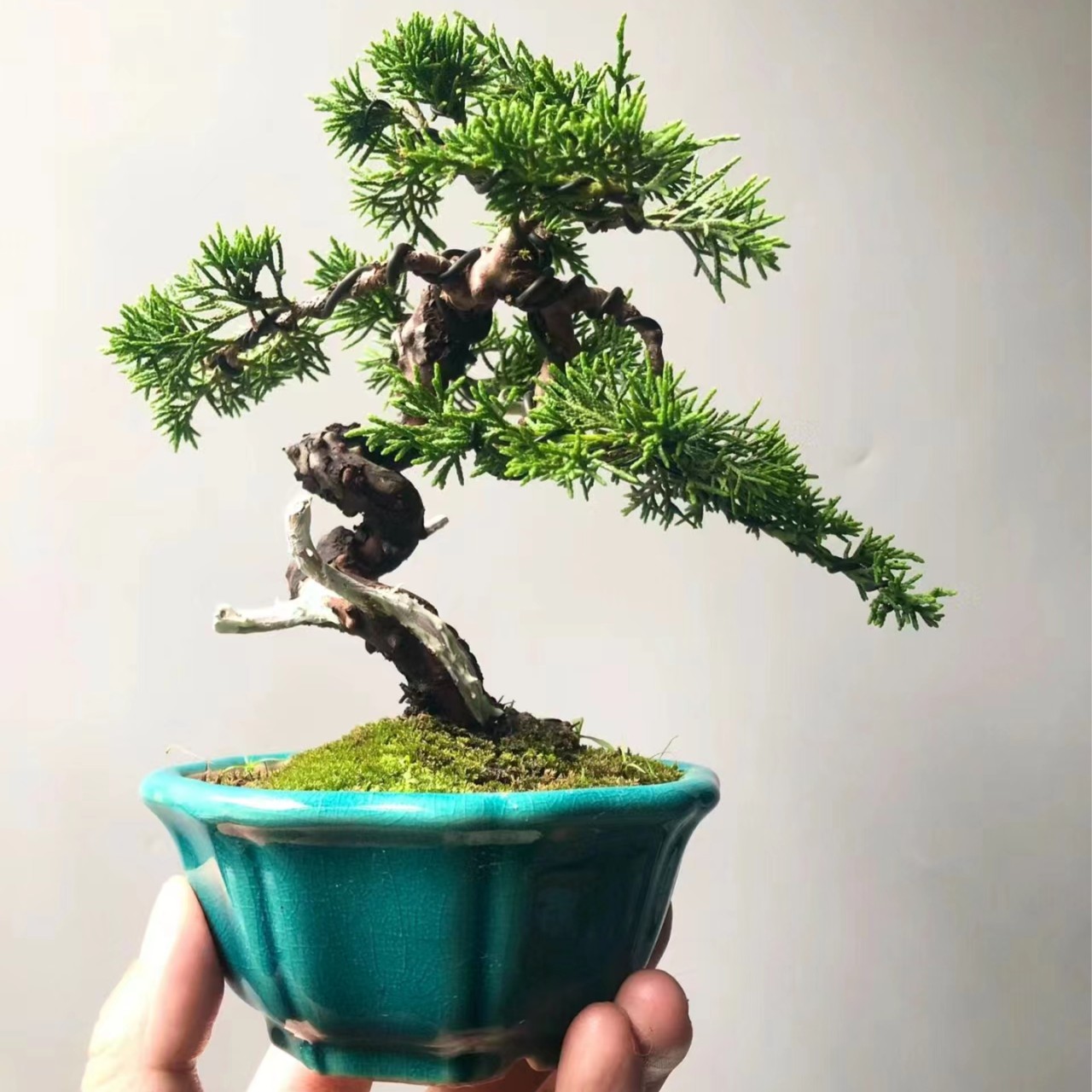 宫阪系鱼川盆景素材 一物一拍