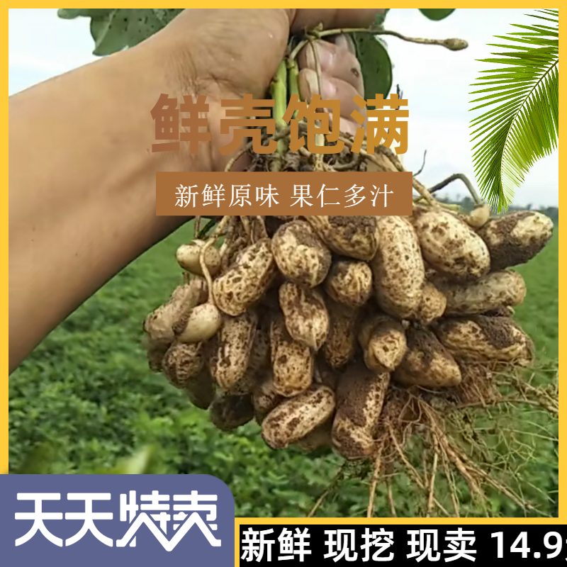 2023年新鲜湿花生现摘带壳5斤现挖生吃农家自种粉红皮可水煮花生
