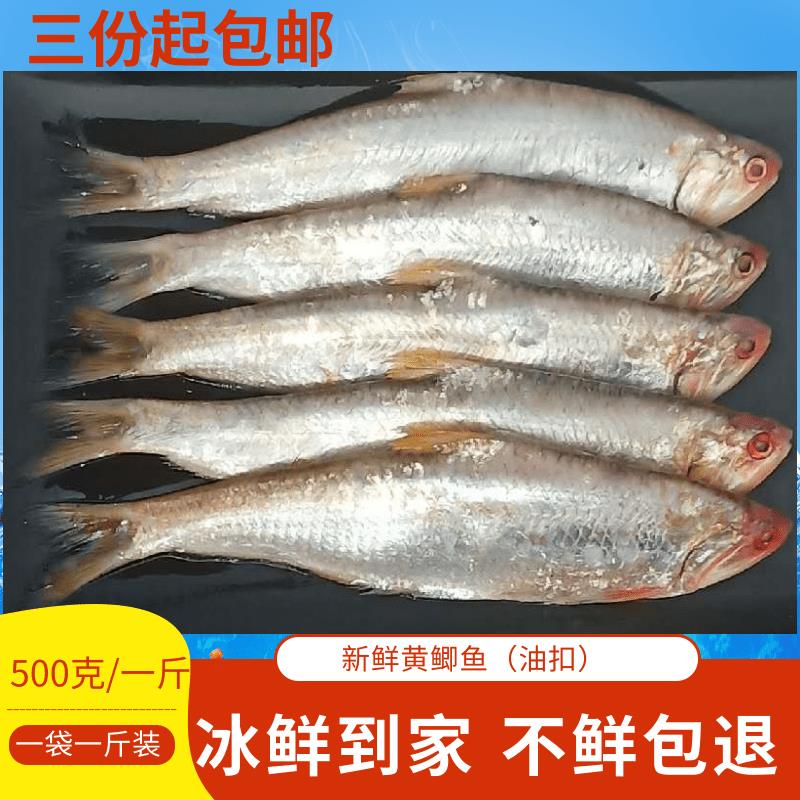 黄鲫鱼 油扣 鲜活海鲜连云港赣榆特产新鲜马口食用海产品毛宝新款