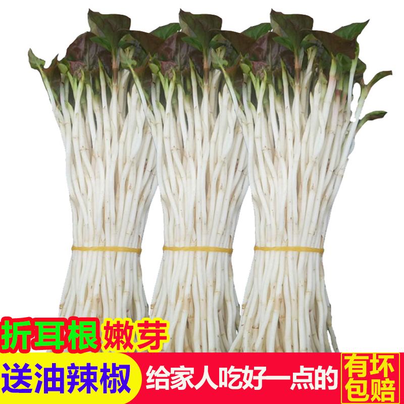 折耳根嫩芽新鲜鱼腥草白牙子星草侧耳凉拌菜猪鼻孔四川农家土特产