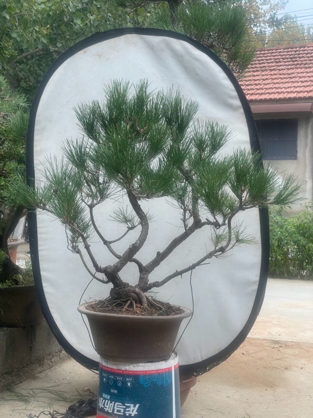 老盆口黑松，高度90左右，粗度10公分左右