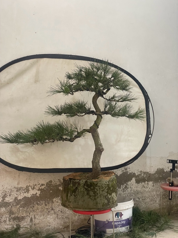 老盆口黑松，高度1米1，粗度八公分，