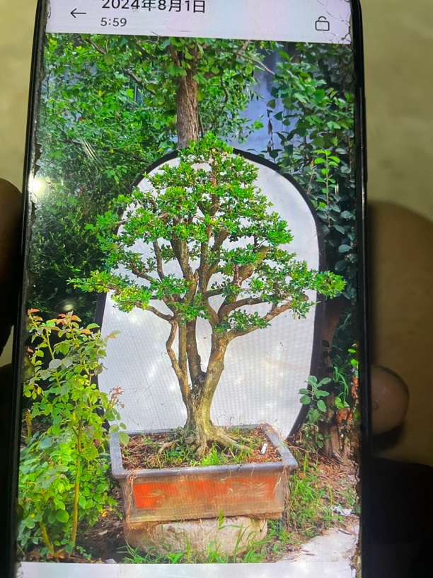  黄杨平行希望朋友们能够喜欢